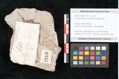 Foto (Detailansicht) von Apocynophyllum affine Ettingshausen (NHMW-GEO-2024-0188-10157)